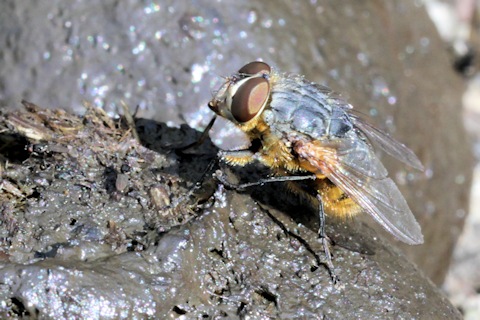Eastern Golden-haired Blowfly (Calliphora stygia)